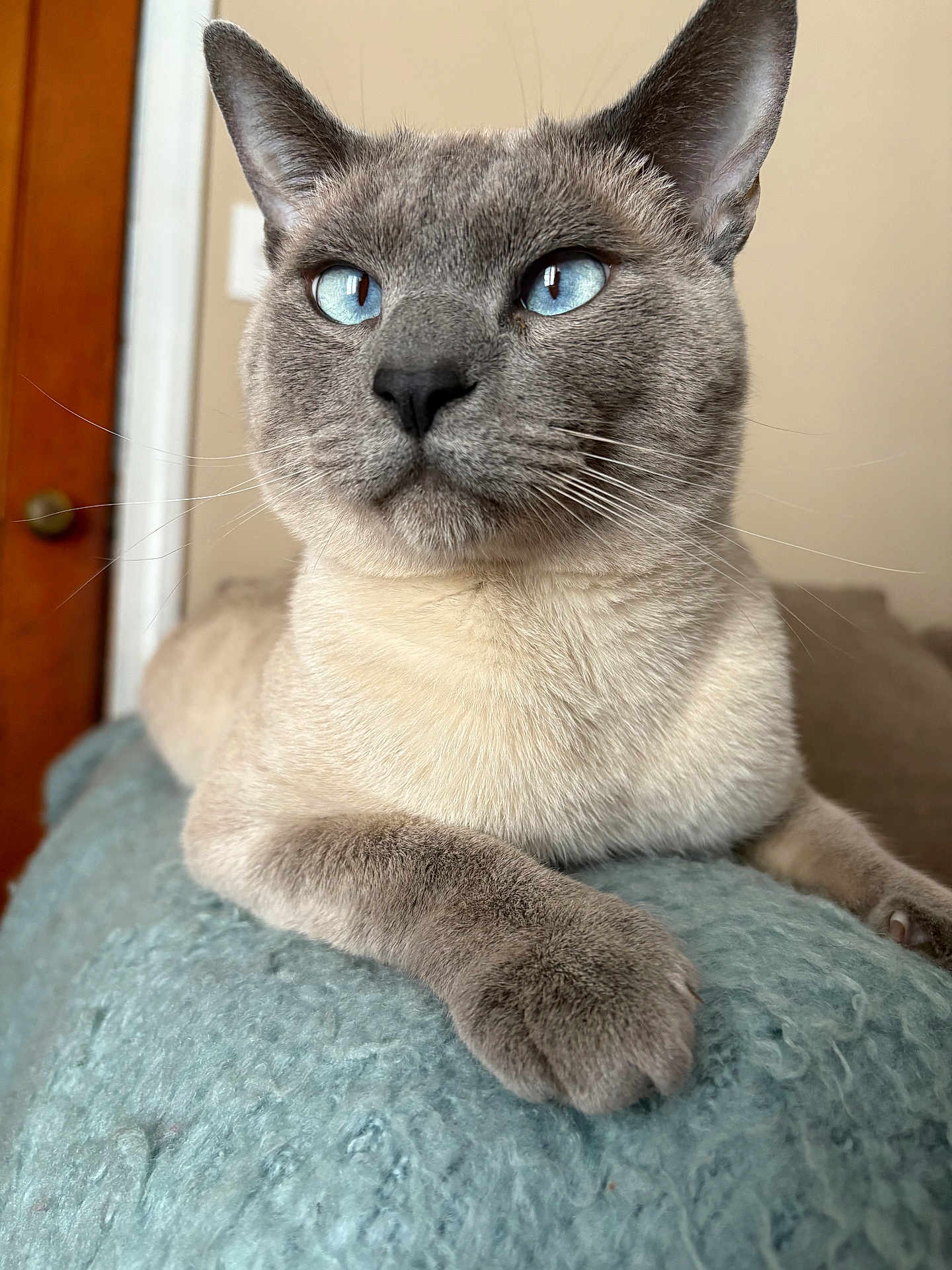 Smokey joined the competition — help win amazing prizes! cat, siamese_cat, blue_eyes, indoor, pet, fur, whiskers, paw, blanket, cozy, relaxed, portrait, animal, mammal, cute, feline, close_up, resting, soft_texture, domestic_animal
