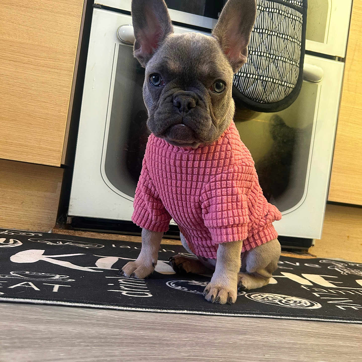 Pixie joined the competition — help win amazing prizes! animal, cozy, cute, dog, floor_mat, flooring, french_bulldog, home, indoor, kitchen, looking_at_camera, oven, oven_mitt, pet, pink, puppy, sitting, small_dog, sweater, wooden_cabinet