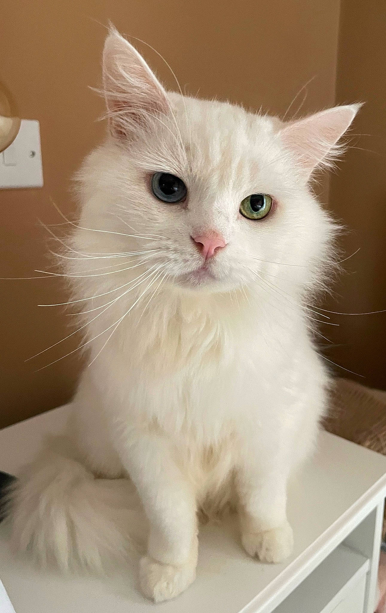 Alan joined the competition — help win amazing prizes! british_longhair, carnivore, cat, claw, felidae, fur, paw, small_to_medium_sized_cats, snout, tail, wall_plate, whiskers, white