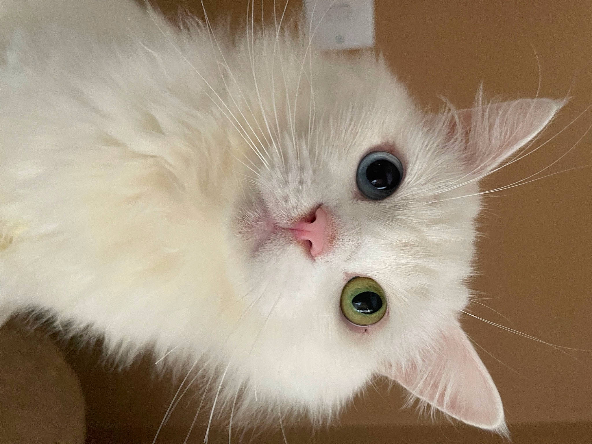 Alan joined the competition — help win amazing prizes! british_longhair, carnivore, cat, felidae, fur, plant, small_to_medium_sized_cats, snout, terrestrial_animal, whiskers