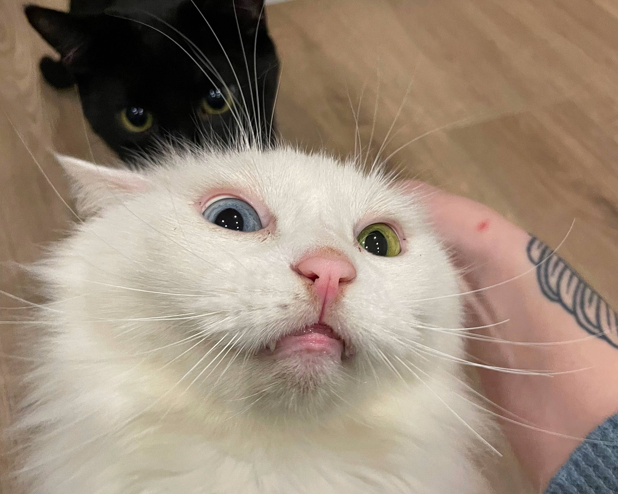 Alan is registered to the contest to win money with this photo: carnivore, cat, domestic_short_haired_cat, felidae, fur, iris, science, small_to_medium_sized_cats, snout, terrestrial_animal, whiskers