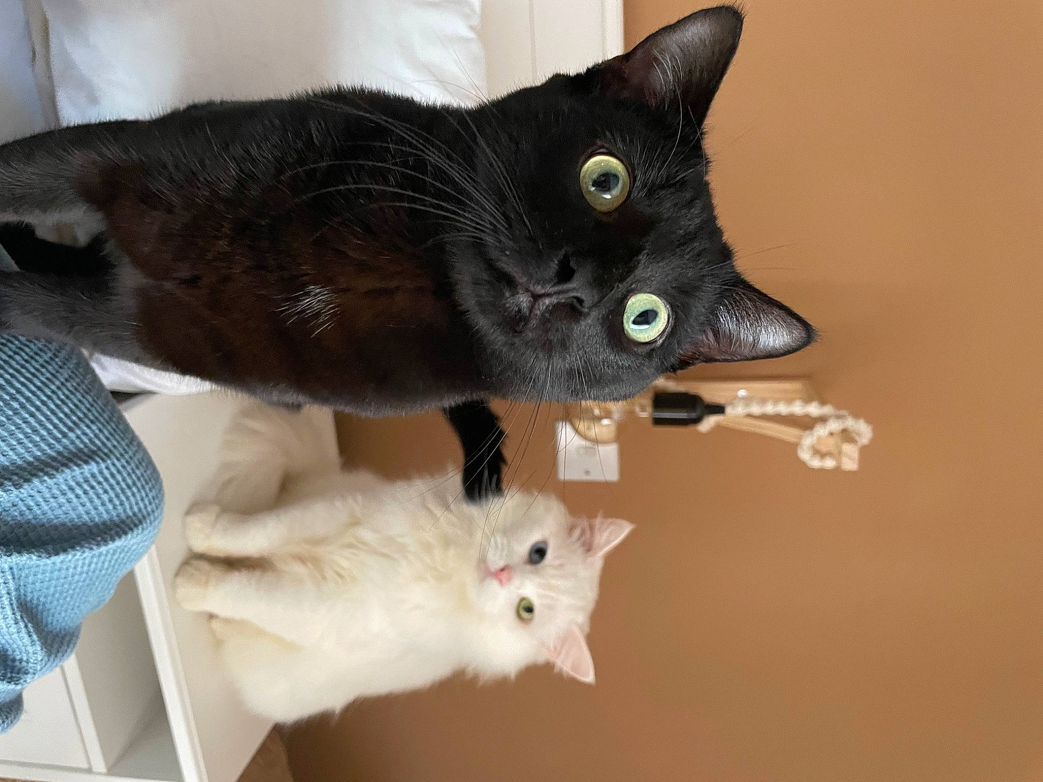 Eddie joined the competition — help win amazing prizes! black_cat, bombay, carnivore, cat, claw, domestic_short_haired_cat, felidae, fur, havana_brown, mammal, paw, small_to_medium_sized_cats, snout, tail, vertebrate, whiskers