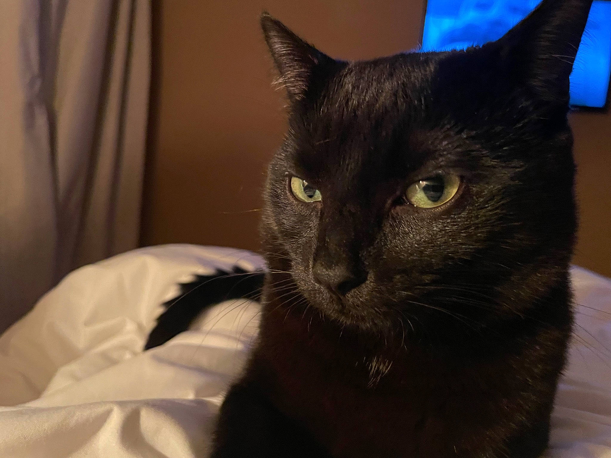 Eddie joined the competition — help win amazing prizes! black_cat, bombay, carnivore, cat, comfort, curtain, domestic_short_haired_cat, felidae, fur, small_to_medium_sized_cats, snout, terrestrial_animal, whiskers