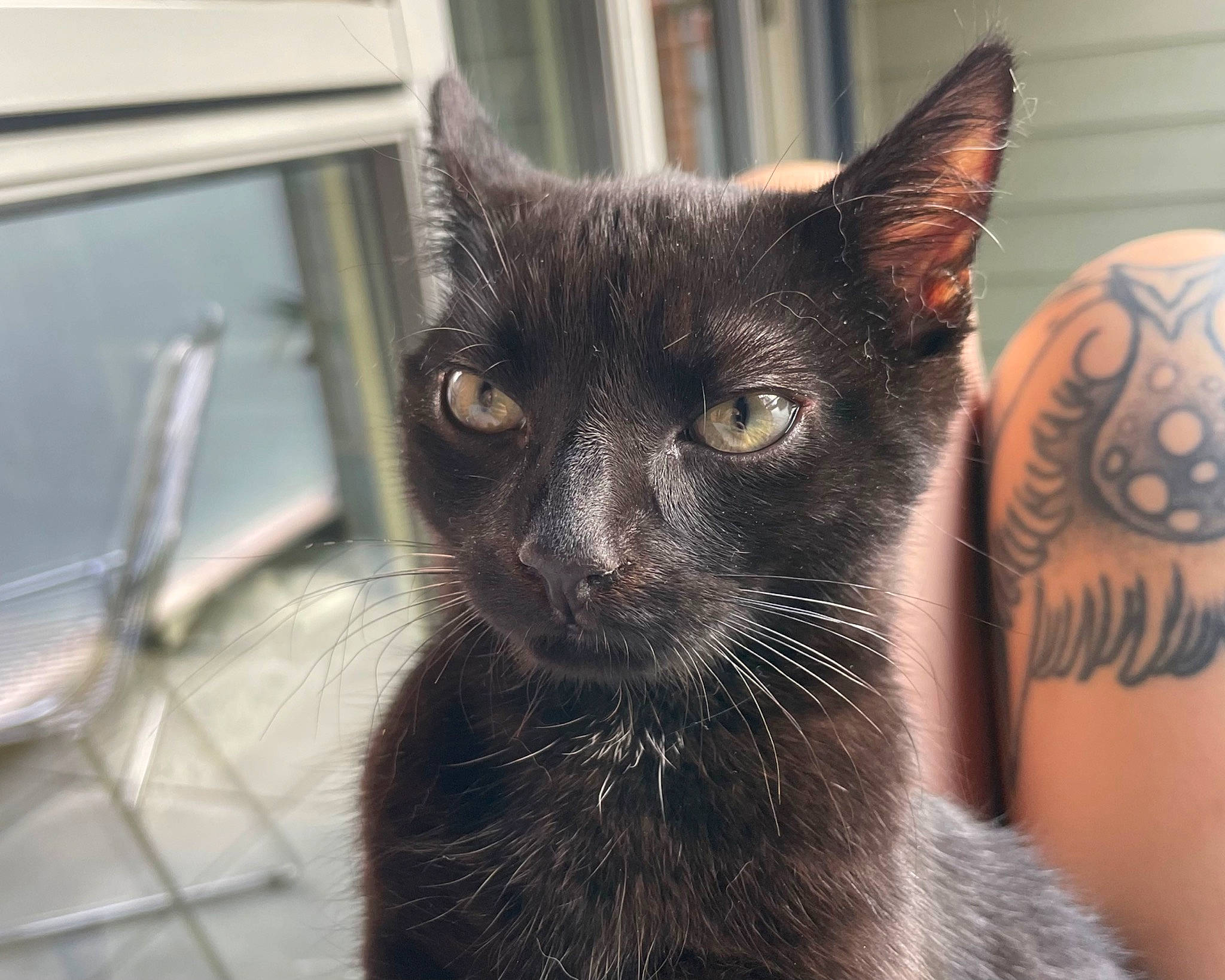 Eddie is registered to the contest to win money with this photo: black_cat, bombay, carnivore, cat, domestic_short_haired_cat, felidae, fur, pet_supply, small_to_medium_sized_cats, snout, temporary_tattoo, terrestrial_animal, whiskers, window