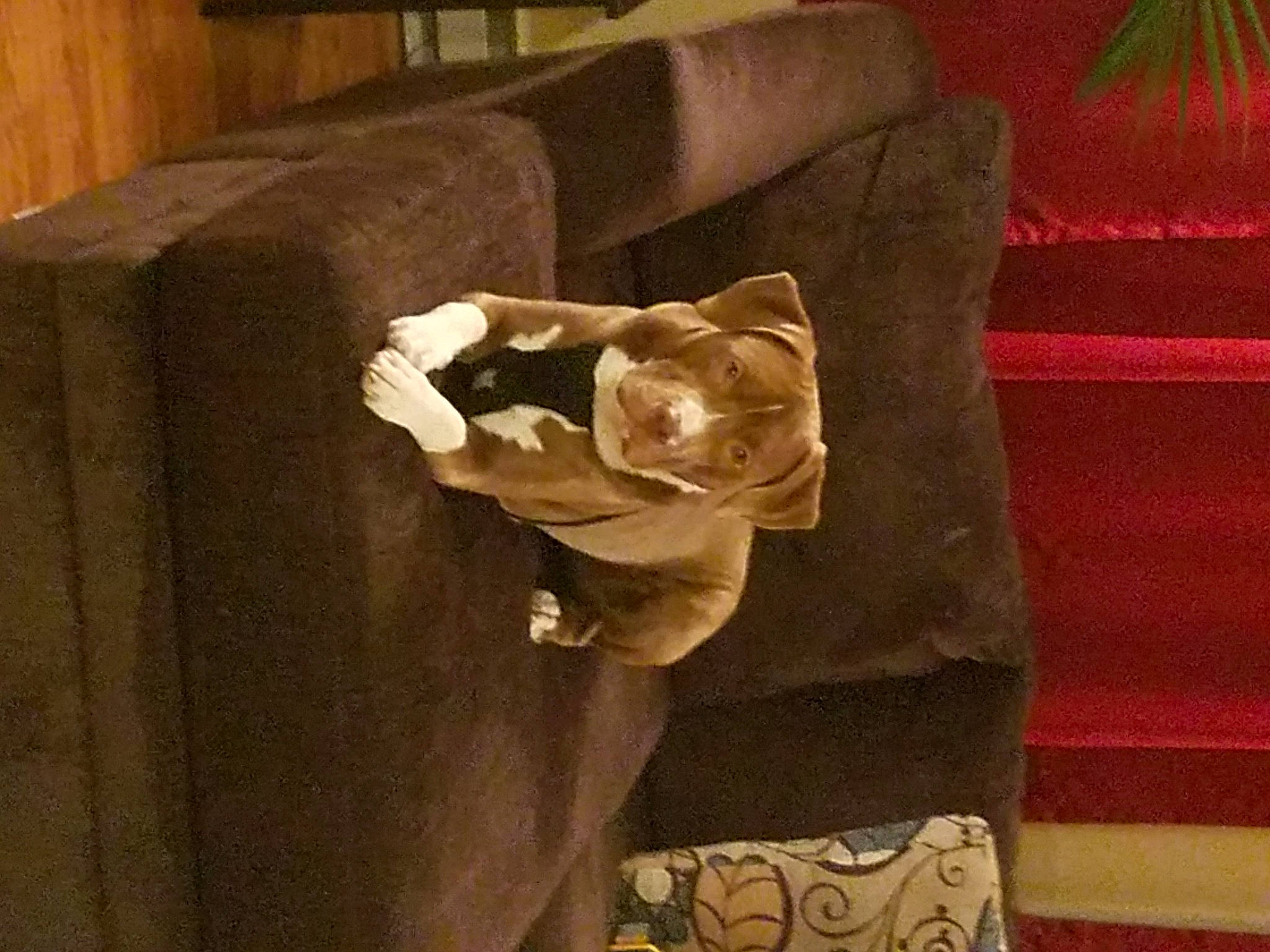 Bane joined the competition — help win amazing prizes! bedding, brown, club_chair, comfort, fashion_accessory, flooring, flower, hardwood, linens, packing_materials, paper, paper_product, pattern, peach, petal, rectangle, room, still_life_photography, tints_and_shades, wood