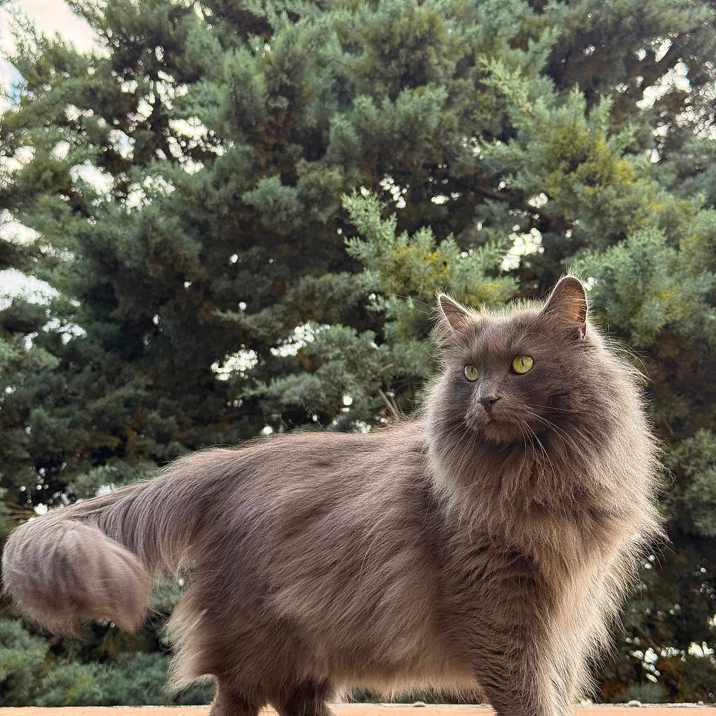 Sparrow a rejoint le concours — aidez-le/la à gagner de superbes lots ! cat, gray_cat, fluffy, outdoor, tree, pine_tree, fur, pet, animal, wildlife, nature, roof, greenery, mammal, portrait, looking_away, daylight, curious, alert, whiskers