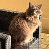 Sparrow a rejoint le concours — aidez-le/la à gagner de superbes lots ! cat, fluffy, green_eyes, outdoor, chair, sunlight, feline, pet, animal, texture, relaxing, portrait, sitting, furry, tail, daylight, expression, domestic_cat, nature, furniture