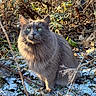 Sparrow participe au concours pour gagner de l'argent avec cette photo : cat, gray_cat, fluffy, green_eyes, outdoor, nature, plants, twigs, snow, winter, sunlight, animal, mammal, pet, sitting, fur, wildlife, closeup, daylight, ground