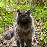 Sparrow a rejoint le concours — aidez-le/la à gagner de superbes lots ! cat, fluffy, gray, forest, path, greenery, leaves, nature, outdoor, animal, pet, walking, wildlife, mammal, feline, whiskers, tail, eyes, fur, daylight