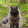 cat, fluffy, gray, forest, path, greenery, leaves, nature, outdoor, animal, pet, walking, wildlife, mammal, feline, whiskers, tail, eyes, fur, daylight
