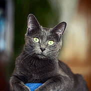 Myrtille participe au concours pour gagner de l'argent avec cette photo : cat, gray_cat, green_eyes, pet, animal, feline, indoor, close_up, portrait, relaxed, paws, denim, knee, blurred_background, soft_light, fur, whiskers, cute, domestic_cat, resting