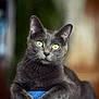 cat, gray_cat, green_eyes, pet, animal, feline, indoor, close_up, portrait, relaxed, paws, denim, knee, blurred_background, soft_light, fur, whiskers, cute, domestic_cat, resting