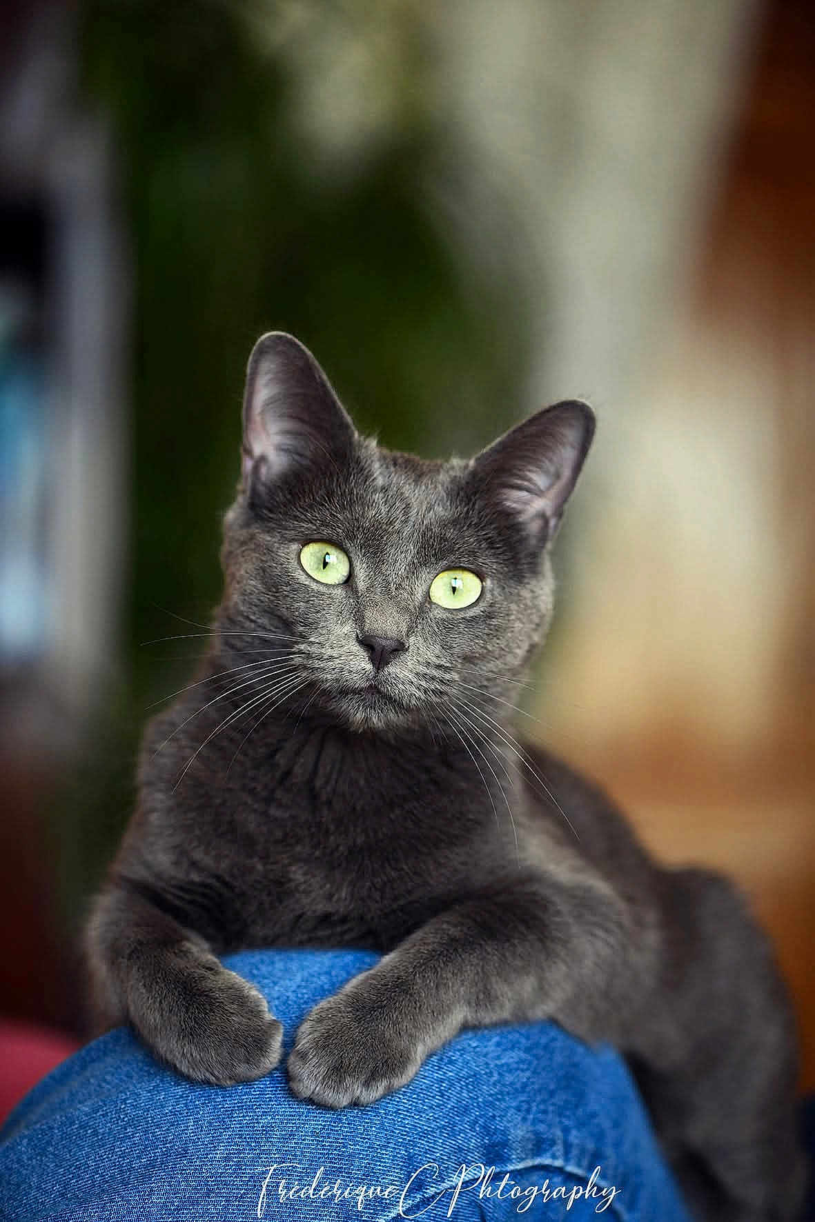 Myrtille participe au concours pour gagner de l'argent avec cette photo : cat, gray_cat, green_eyes, pet, animal, feline, indoor, close_up, portrait, relaxed, paws, denim, knee, blurred_background, soft_light, fur, whiskers, cute, domestic_cat, resting