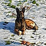 dog, german_shepherd, snow, grass, toy, bone, outdoor, pet, animal, lying_down, daylight, shadow, nature, winter, playful, watchful, fur, ears, paws, ground