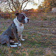 Staxx joined the competition — help win amazing prizes! dog, sitting, outdoor, backyard, sunset, grass, trees, autumn, fence, nature, pet, canine, brown, white, quiet, peaceful, animal, landscape, sunlight, bare_trees