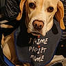 Tanya participe au concours pour gagner de l'argent avec cette photo : animal, bib, brown_dog, canine, closeup, clothing, cute, dog, ears, eyes, fabric, face, indoor, looking_at_camera, love_message, nose, pet, portrait, sitting, text_on_clothing