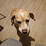 Tanya a rejoint le concours — aidez-le/la à gagner de superbes lots ! animal, brown_and_white, canine, close_up, companion, curious, cute, dog, domestic_animal, ears, floor, indoor, light, looking_up, pet, shadow, shadow_cast, snout, wooden_floor, young_dog