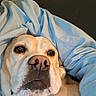 blanket, blanket_wrapped, brown_eyes, canine, close_up, comfort, couch, cozy, dog, domestic_animal, face, fur, indoor, light, nose, pet, portrait, relaxed, resting, snout