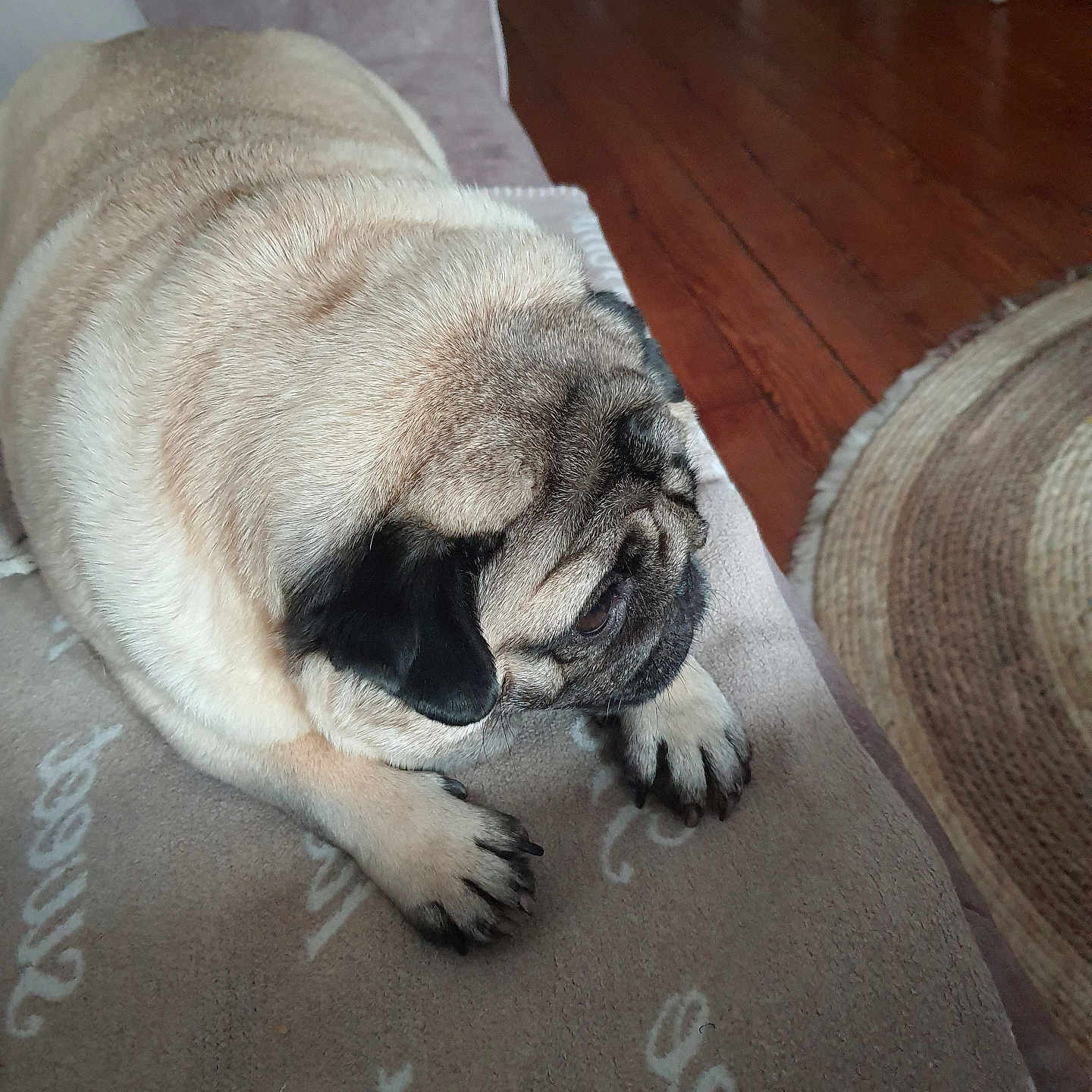 Dior a rejoint le concours — aidez-le/la à gagner de superbes lots ! animal, blanket, companion, couch, cozy, cute, dog, domestic, ears, face, floor, fur, indoor, mammal, pet, pug, quiet, resting, rug, wooden_floor