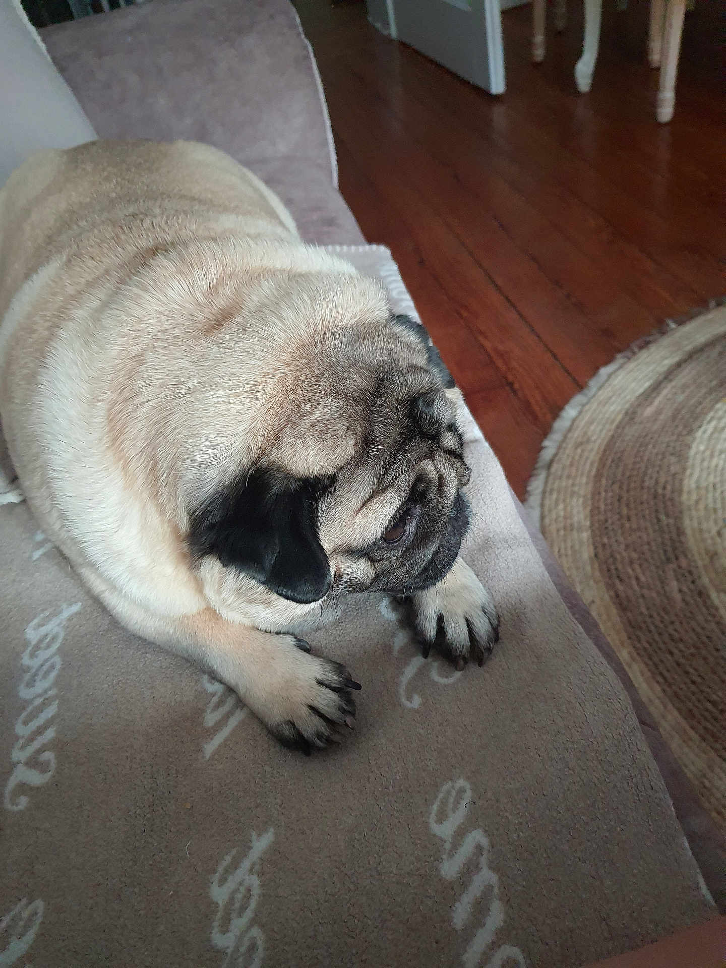 Dior a rejoint le concours — aidez-le/la à gagner de superbes lots ! dog, pug, pet, animal, indoor, blanket, couch, fur, face, ears, floor, wooden_floor, rug, quiet, resting, cute, companion, domestic, mammal, cozy
