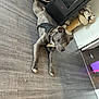 dog, lying_down, floor, indoor, pet_bed, brown_dog, grey_dog, harness, wooden_floor, stove, shoes, scratching_post, cozy, relaxed, home, domestic, animal, resting, furniture, quiet