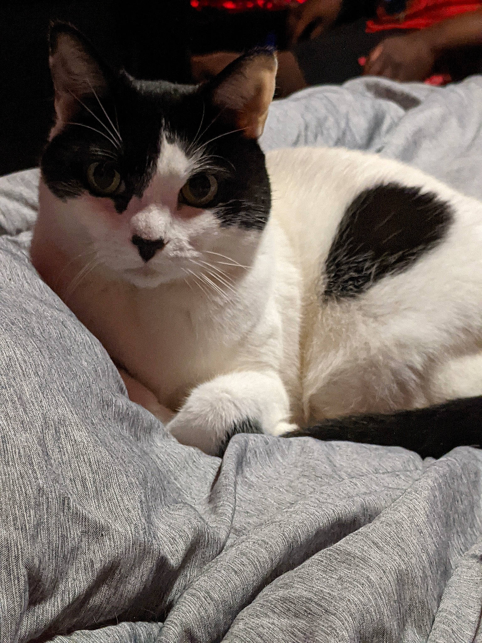 Maggie joined the competition — help win amazing prizes! carnivore, cat, comfort, domestic_short_haired_cat, felidae, fur, grey, human_leg, linens, monochrome_photography, nap, paw, sitting, small_to_medium_sized_cats, snout, tail, whiskers