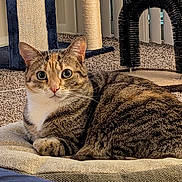 Lily is registered to the contest to win money with this photo: animal, carpet, cat, cat_bed, closeup, cozy, cute, ears, eyes, feline, fur, home, indoor, looking, pet, relaxed, resting, scratching_post, tabby, whiskers