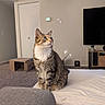 Lily is registered to the contest to win money with this photo: alert, blanket, bubble, cardboard_box, carpet, cat, cozy, curious, ears, feline, furniture, home, indoor, living_room, pet, sitting, soft_lighting, tabby, television, whiskers