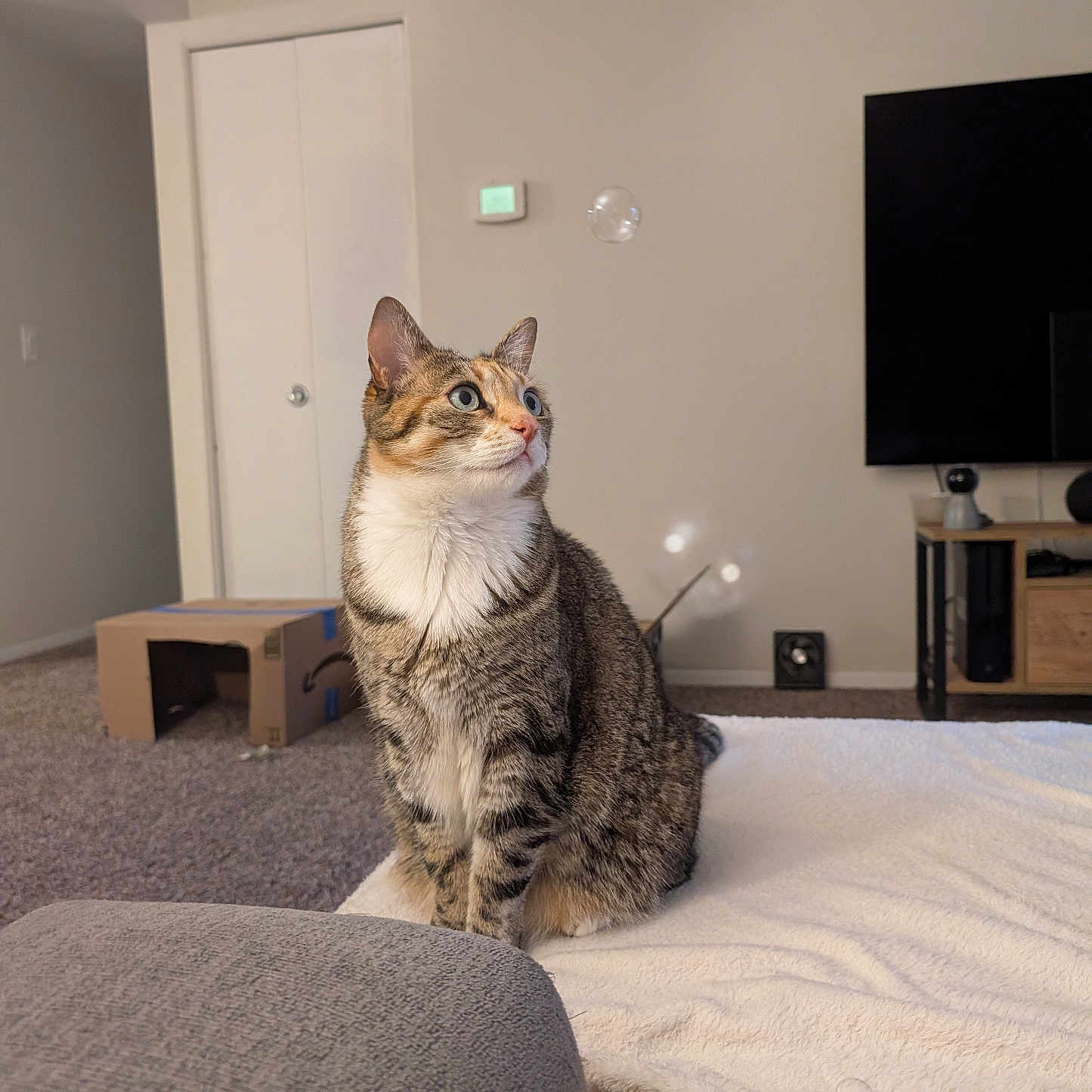 Lily is registered to the contest to win money with this photo: alert, blanket, bubble, cardboard_box, carpet, cat, cozy, curious, ears, feline, furniture, home, indoor, living_room, pet, sitting, soft_lighting, tabby, television, whiskers