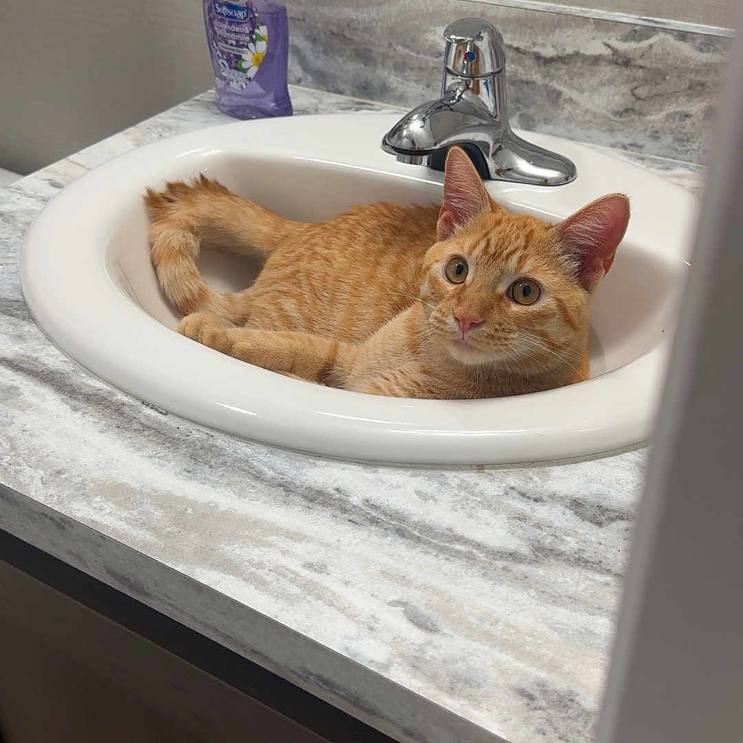 Theo is registered to the contest to win money with this photo: animal, bathroom, cat, countertop, cozy, curious, cute, domestic_cat, faucet, feline, household, indoor, marble_surface, orange_cat, orange_tabby, pet, relaxed, resting, sink, soap_dispenser