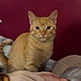 Theo joined the competition — help win amazing prizes! cat, orange_tabby, pet, feline, animal, indoor, blanket, cozy, fur, whiskers, ears, tail, sitting, cute, domestic, portrait, looking, comfort, resting, curious