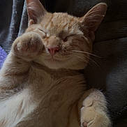 Theo is registered to the contest to win money with this photo: cat, orange_tabby, pet, sleeping, paw, fur, whiskers, nose, ears, cozy, blanket, resting, cute, domestic_animal, feline, closeup, indoor, relaxing, soft, peaceful