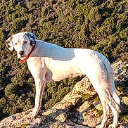 Djoly a rejoint le concours — aidez-le/la à gagner de superbes lots ! adventure, animal, collar, daylight, dog, forest, hiking, landscape, mammal, mountain, nature, outdoor, pet, rock, scenic, spot, standing, sunlight, white_dog, wildlife