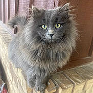 Fuzzywuzzy joined the competition — help win amazing prizes! cat, fluffy, gray_cat, yellow_eyes, pet, animal, feline, sitting, brick, brick_wall, wooden_wall, closeup, portrait, curious, outdoor, fur, whiskers, tail, looking_at_camera, domestic_cat