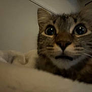 Winston is registered to the contest to win money with this photo: cat, close_up, indoor, pet, animal, feline, soft, fur, whiskers, eyes, face, bed, blanket, cozy, dim_light, curious, expression, muzzle, resting, domestic