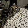 Winston joined the competition — help win amazing prizes! cat, tabby, sleeping, tongue_out, bedspread, patterned, indoor, feline, fur, pet, cozy, relaxed, whiskers, cute, nap, domestic_animal, animal, resting, soft, adorable