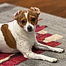 dog, puppy, brown_and_white, short_hair, floppy_ears, tilted_head, dark_eyes, black_nose, lying_down, front_legs, paws, indoor, rug, patterned_rug, home, portrait, pet, cute, alert, cozy