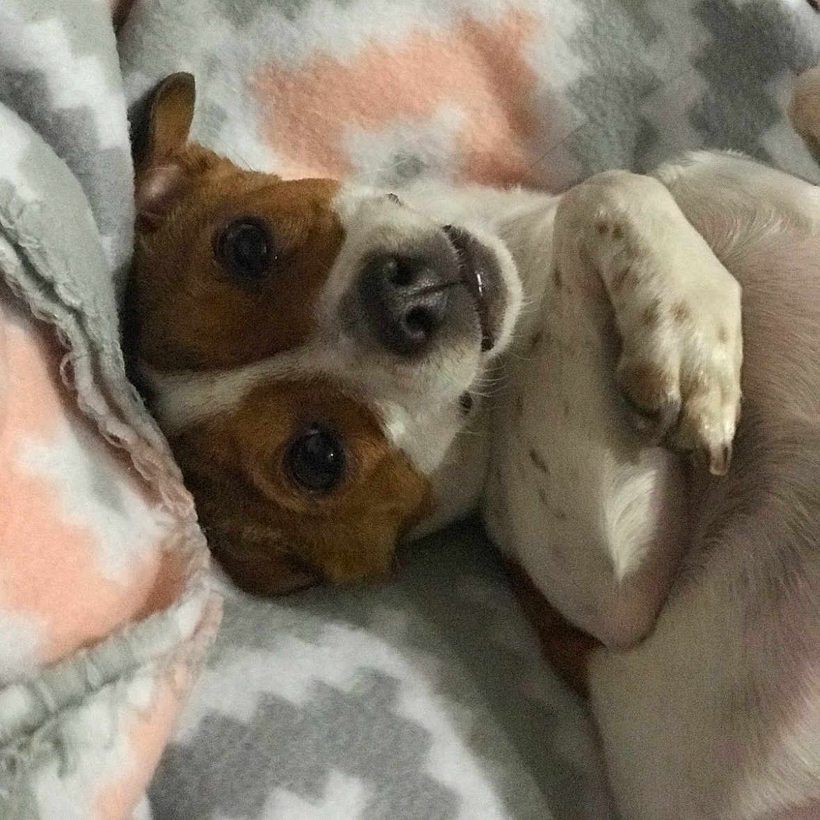 Bonnie