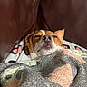 dog, sleeping, sleepy, resting, blanket, bed, cozy, indoors, portrait, close_up, brown_and_white, short_hair, floppy_ear, pointed_ear, nose, muzzle, relaxed, cute, pet, textile