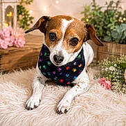 Bonnie joined the competition — help win amazing prizes! dog, puppy, brown_and_white, short_hair, floppy_ears, dark_eyes, black_nose, bandana, paw_prints, portrait, close_up, lying_down, fluffy_rug, flowers, pink_flowers, potted_plants, indoor, cozy, warm_lighting, pet_photography