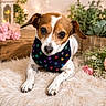 dog, puppy, brown_and_white, short_hair, floppy_ears, dark_eyes, black_nose, bandana, paw_prints, portrait, close_up, lying_down, fluffy_rug, flowers, pink_flowers, potted_plants, indoor, cozy, warm_lighting, pet_photography