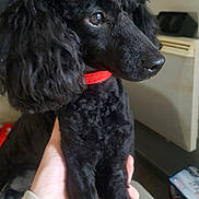 Frimousse a rejoint le concours — aidez-le/la à gagner de superbes lots ! dog, poodle, black_dog, curly_fur, pet, red_collar, indoor, hand, looking_away, fur, animal, companion, cute, domestic_animal, mammal, portrait, friendly, curious, furry, household