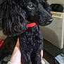 dog, poodle, black_dog, curly_fur, pet, red_collar, indoor, hand, looking_away, fur, animal, companion, cute, domestic_animal, mammal, portrait, friendly, curious, furry, household
