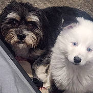 Meeko is registered to the contest to win money with this photo: dog, puppy, fluffy, white_fur, black_fur, blue_eyes, carpet, blanket, pet, cute, animal, indoor, two_dogs, companion, fur, lying_down, looking_at_camera, domestic_animal, friendship, cozy
