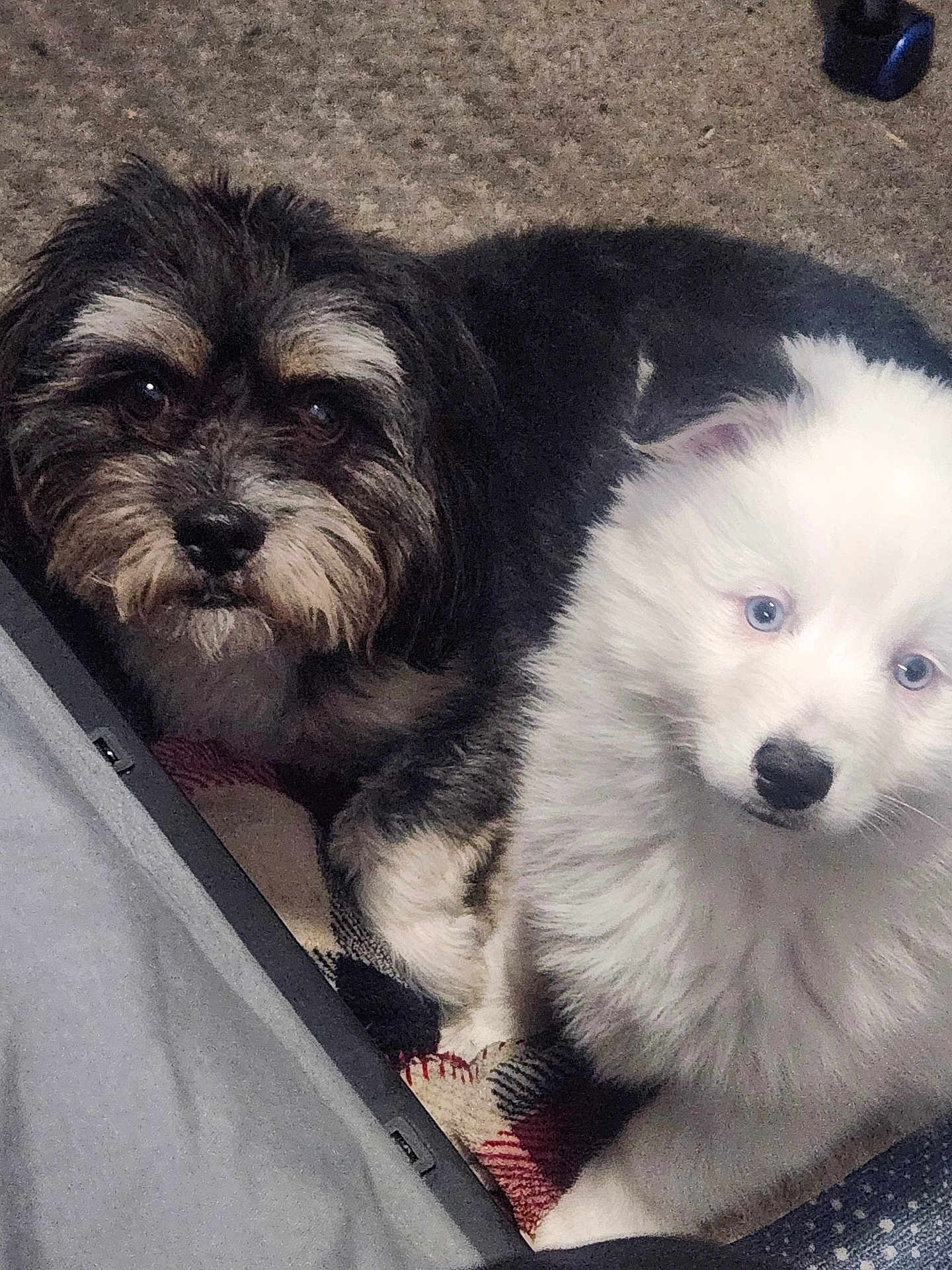 Meeko is registered to the contest to win money with this photo: dog, puppy, fluffy, white_fur, black_fur, blue_eyes, carpet, blanket, pet, cute, animal, indoor, two_dogs, companion, fur, lying_down, looking_at_camera, domestic_animal, friendship, cozy