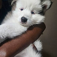 Prince is registered to the contest to win money with this photo: puppy, dog, white_fur, black_fur, pet, animal, cute, fluffy, young_dog, portrait, indoor, person, arms, holding, calm, looking_at_camera, close_up, domestic_animal, companion, friendly