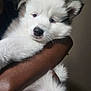 puppy, dog, white_fur, black_fur, pet, animal, cute, fluffy, young_dog, portrait, indoor, person, arms, holding, calm, looking_at_camera, close_up, domestic_animal, companion, friendly