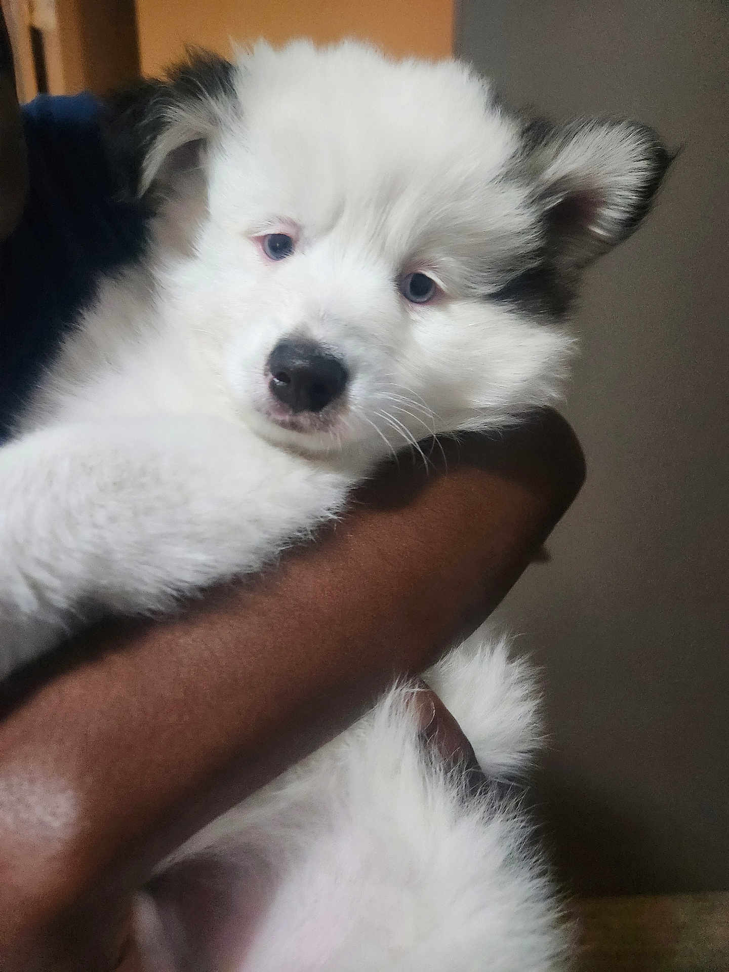 Prince