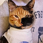 Nessie joined the competition — help win amazing prizes! animal, calico_cat, casual_wear, cat, close_up, clothing, cute, domestic_animal, ears, face, feline, indoor, person, pet, portrait, resting, sweater, turtleneck, unique_pattern, whiskers