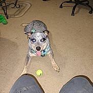 Harley Blue is registered to the contest to win money with this photo: dog, tennis_ball, carpet, indoor, harness, panting, toy, knees, person_legs, office_chair, hoverboard, furniture, sitting, pet, home, cute, playful, floor, flash_glare, blue_heeler